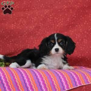 Chocolate Swirl, Cavalier King Charles Spaniel Puppy